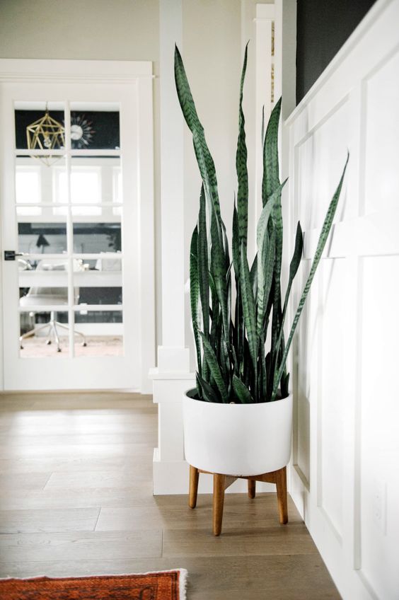 beautiful indoor snake plant in white standing pot with legs. 