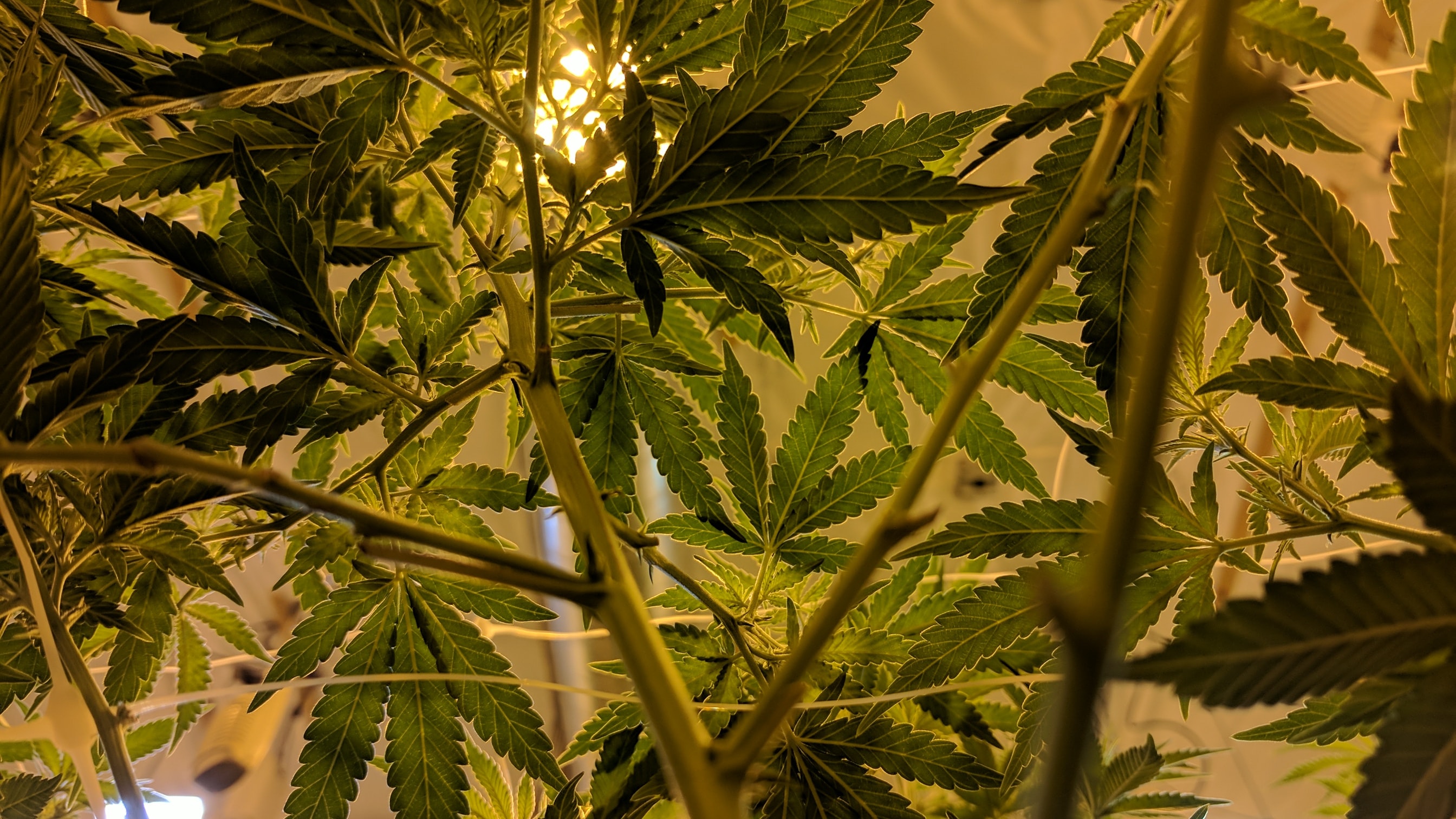 The R & D Group — The risks of owning a former grow-op